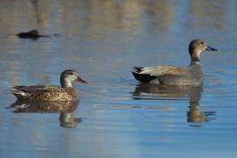 Photo of a pair of gadwall floating on water.