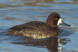 Photo of a female greater scaup floating on water.