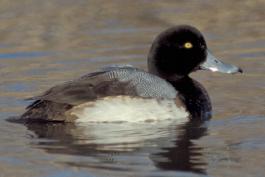 Photo of a male greater scaup floating on water.