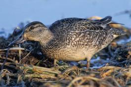 Photo of a female green-winged teal standing in shallow soggy grasses.