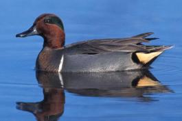 Photo of a male green-winged teal floating on water.