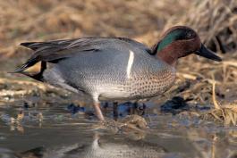 Photo of a male green-winged teal standing on a muddy pond bank.