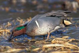 Photo of a male green-winged teal standing and dabbling in muddy shallow water.