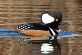 Photo of a male hooded merganser floating on water, with crest raised.