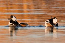 Photo of three male hooded mergansers performing courtship display.