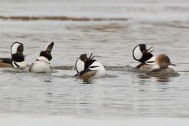 Photo of four male hooded mergansers courting a female.