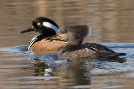 Photo of a hooded merganser pair floating on water.