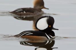 Photo of a hooded merganser pair floating on water, with their crests raised.