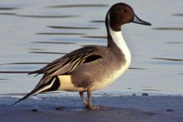 Photo of a male northern pintail standing on a shore.
