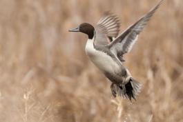 Photo of a male northern pintail taking flight directly from water surface.