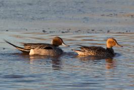 Photo of a northern pintail pair floating on water.