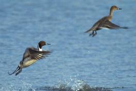 Photo of a northern pintail pair taking flight from water's surface.