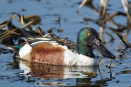 Photo of a male northern shoveler in breeding plumage floating on water.