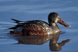 Photo of a male northern shoveler in eclipse plumage floating on water.