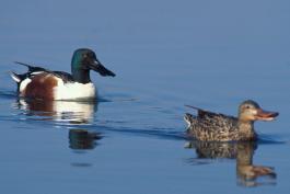 Photo of a northern shoveler pair swimming on the water surface.