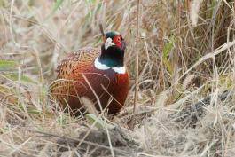 Photo of a male ring-necked pheasant walking on the ground.