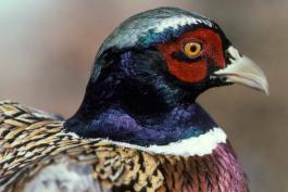 Photo of male ring-necked pheasant, closeup of head.
