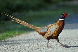Photo of a male ring-necked pheasant walking across a gravel road.