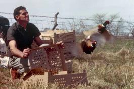 Photo of a man releasing two ring-necked pheasant cocks into a field.