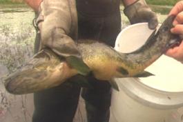 An angler holds a bowfin