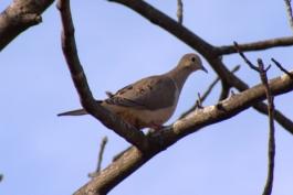 A brown mourning dove perches in a tree branch. 