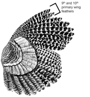Turkey wing primary feathers