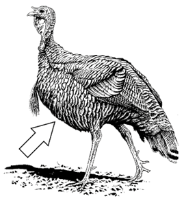 Turkey breast feathers identified.