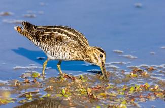 Wilson's Snipe eating insects