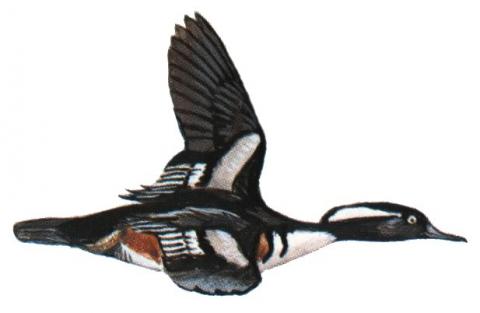 Illustration of hooded merganser drake in flight