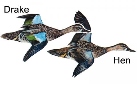 Illustration of blue-winged teal hen and drake in flight