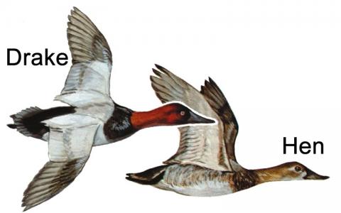 Illustration of canvasback drake and hen in flight