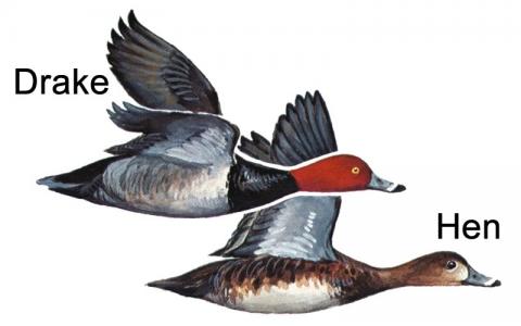 Illustration of redhead drake and hen in flight
