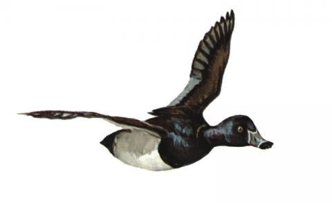 Illustration of ring-necked drake in flight
