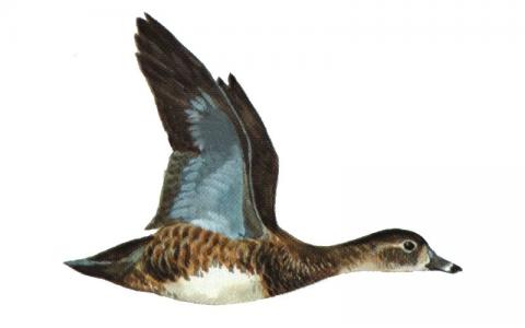 Illustration of ring-necked hen in flight