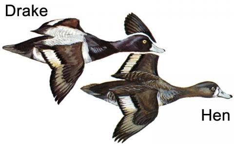 Illustration of scaup drake and hen in flight