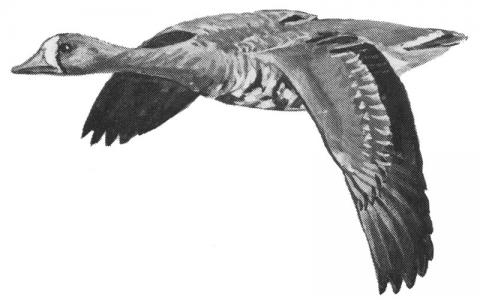 Illustration of greater white-fronted goose in flight