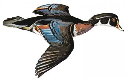 Wood duck drake illustration