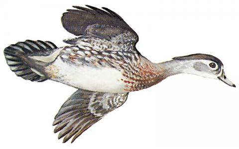 Wood duck hen illustration