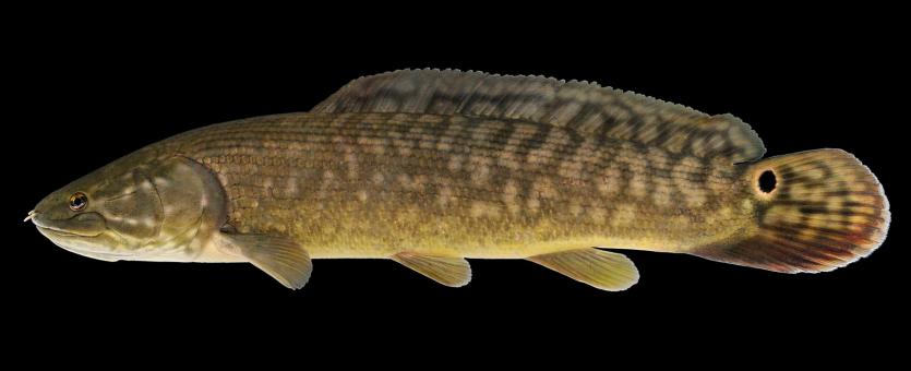 Bowfin side view photo with black background