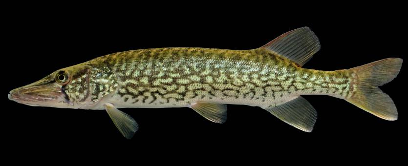 Chain pickerel side view photo with black background