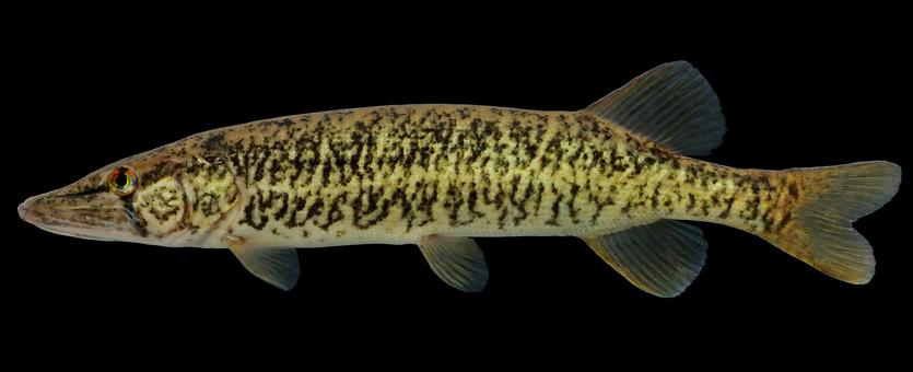 Redfin pickerel side view photo with black background