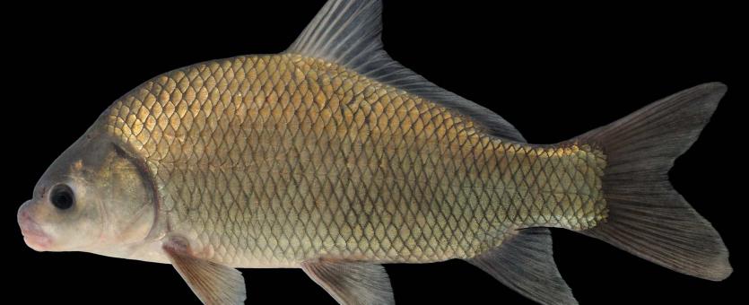 Smallmouth buffalo side view photo with black background