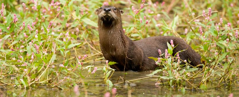photo of river otter