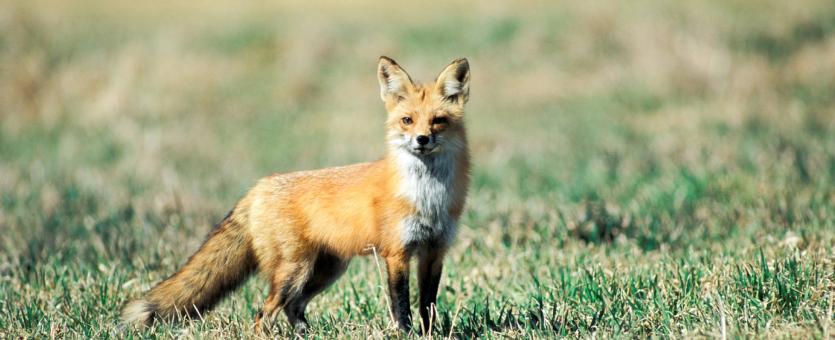 photo of a red fox