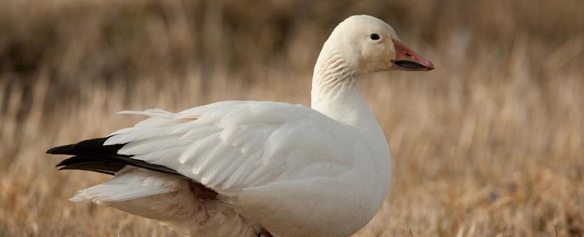 Photo of a snow goose standing in a winter field