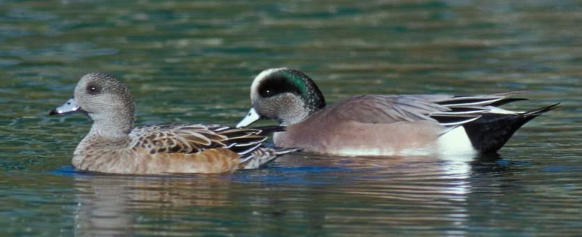 Photo of an American wigeon pair floating on water surface.