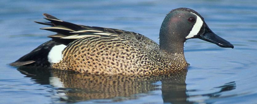 Photo of a male blue-winged teal floating on water.