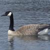 Canada goose in water