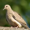 Dove bird sitting on branch