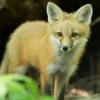 Red fox staring at the camera